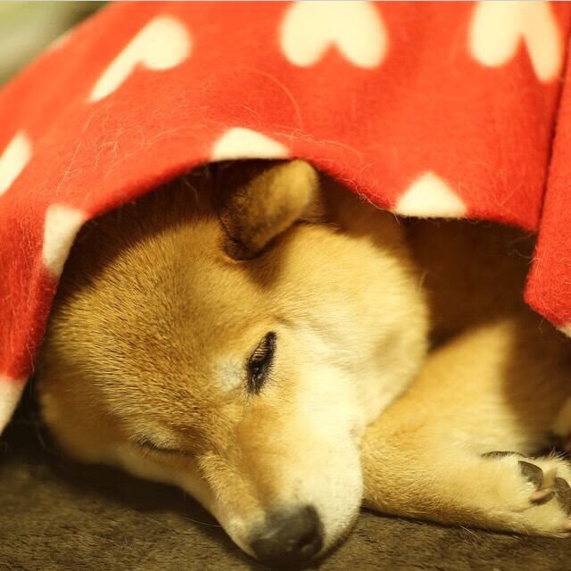 马刺对阵浙江队，西亚卡姆数据全面爆炸，展现国际赛场统治力